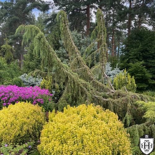 Juniperus communis 'Horstmann' - Harilik kadakas 'Horstmann' C10/10L